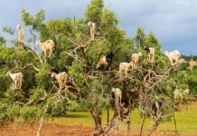 Ağaca Çıkan Keçi Sürüsü